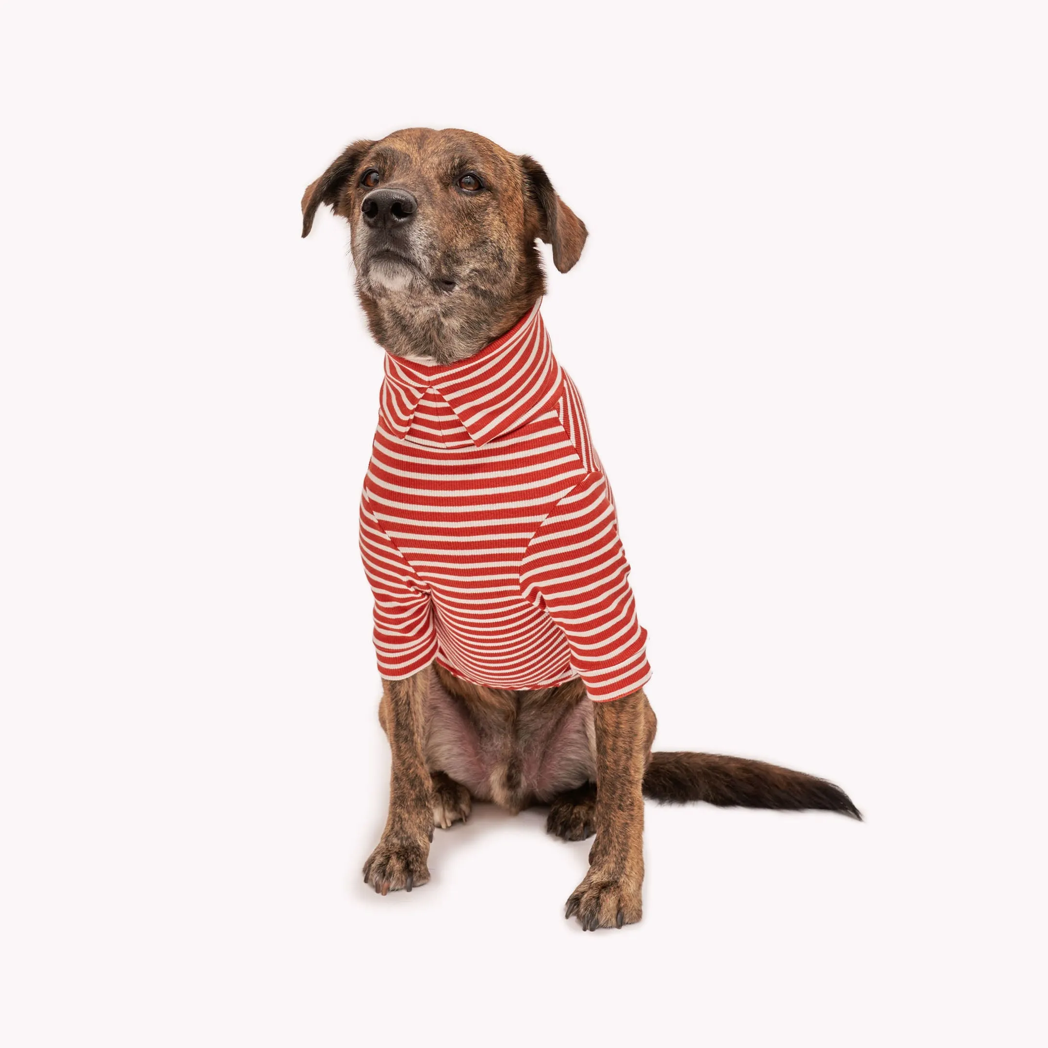 Rust & Ivory Stripe